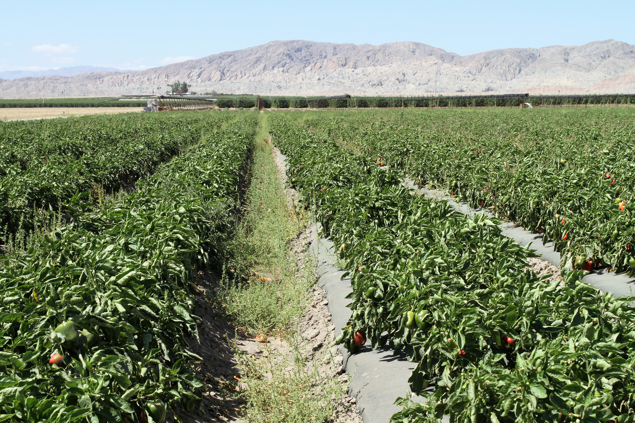 The Coachella Valley is home to many people, not just once a year for the deserts biggest music festival.